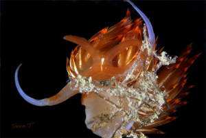 Look at me!  Orange Codiva by Sven Tramaux 